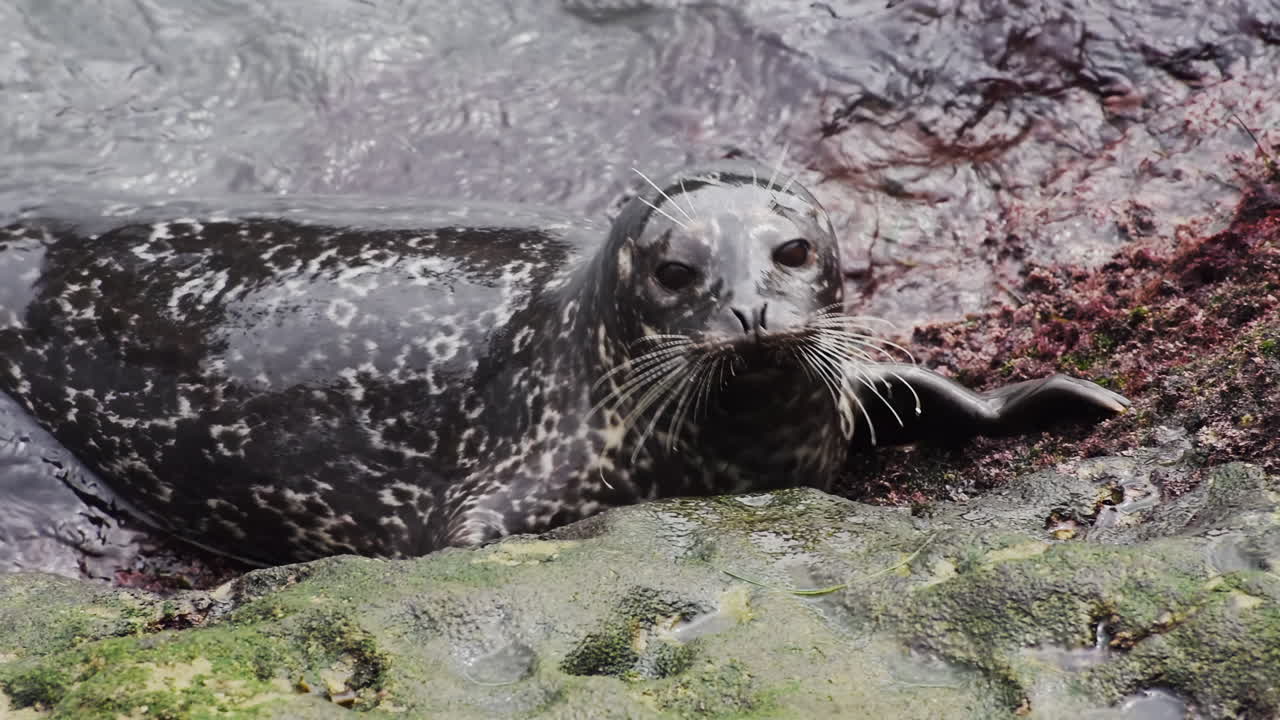 Close up of a seal resting on wet rocks by the sea, showing its whiskers, fur texture, and calm expression