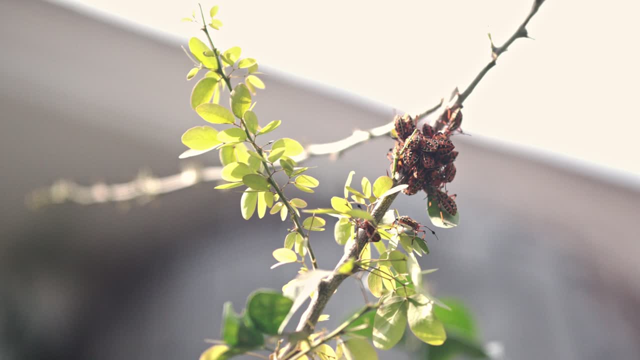A group of black and orange chinche bugs tightly clustered on a tree branch under daylight, surrounded by green leaves