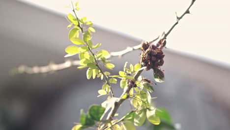 a group of black and orange chinche bugs tightly clustered on a tree branch under daylight, surrounded by green leaves