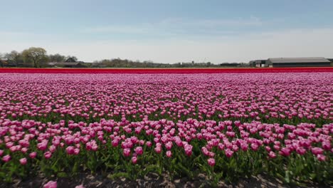 drone volando bajo sobre tulipanes rosados en un gran campo en una granja de tulipanes