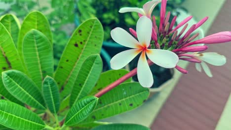 static shot of a single plumeria flower, also known as frangipani, is a genus of flowering plants in the subfamily rauvolfioideae, of the family apocynaceae.