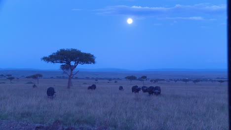 a large herd of wildebeest roam a grassy plain in the moonlight in africa at night