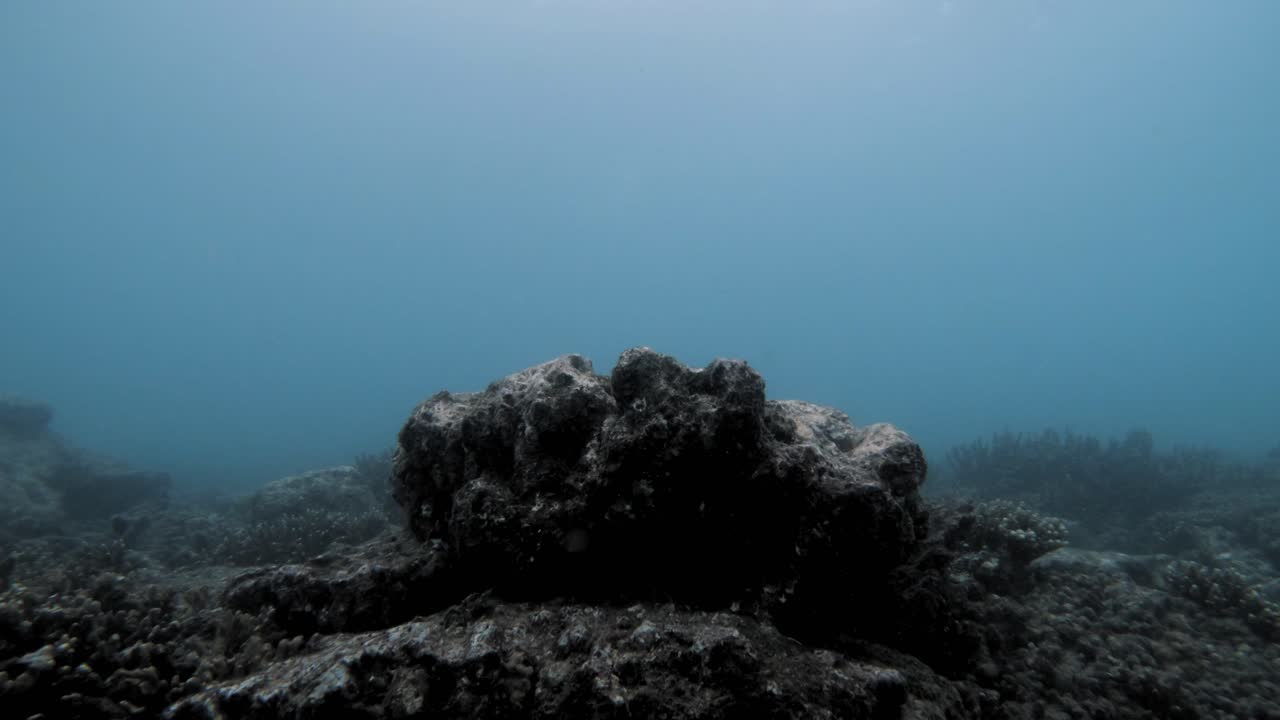 buceando en las aguas turbias del arrecife de coral de con dao en vietnam