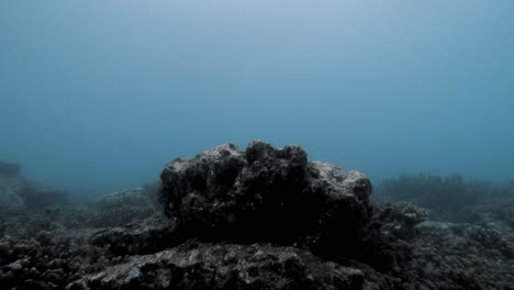 diving in murky waters of con dao coral reef in vietnam