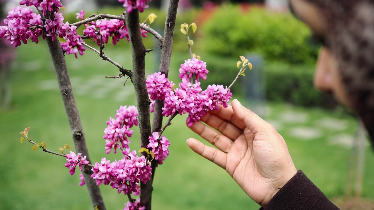 Close-up of Hand Gently Touching Pink Flowers in Spring