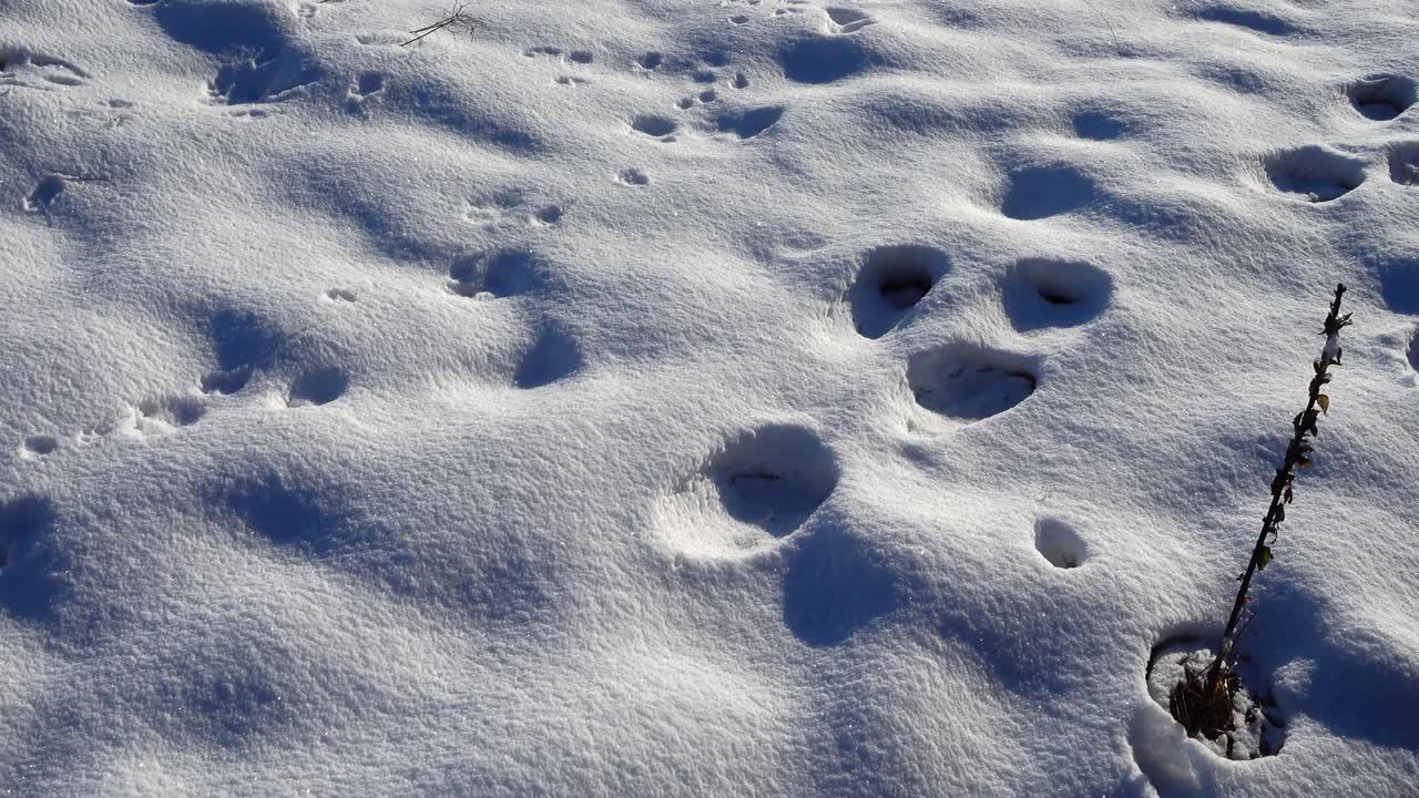 Riprese sulla neve, in inverno