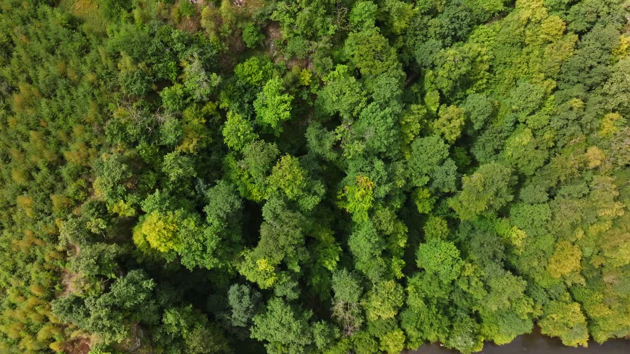 Aerial view of a dense green forest