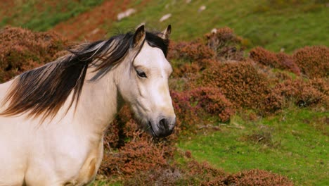 palomino pony in moorland
