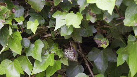 scintillant hummingbird feeding chicks, switching from one to other