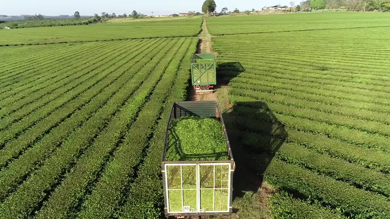 camiones cargados de camelias de té verde en una plantación de té verde argentina