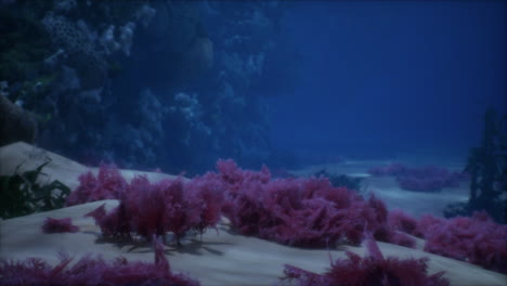 underwater coral reef with pink algae