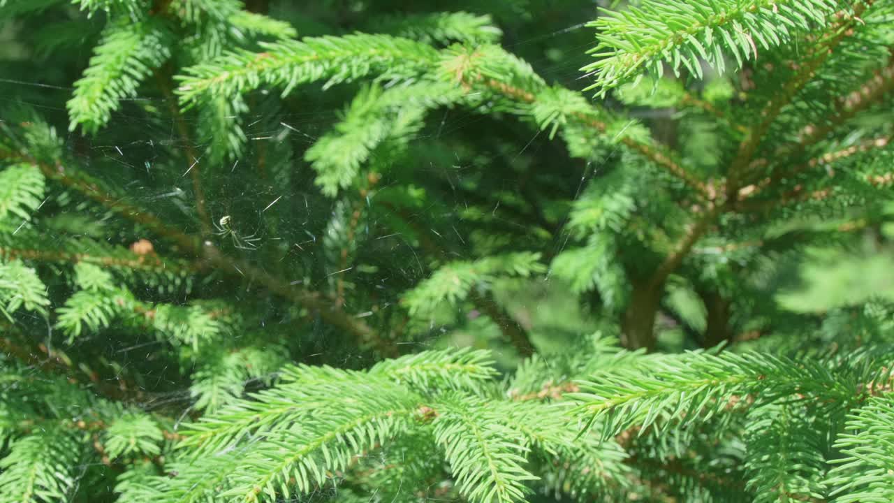 거미 는 바람 이 불면 그 그물 에 참을성 있게 기다리고 있다