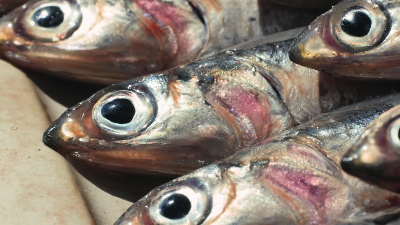 Close-up of Fresh Anchovies