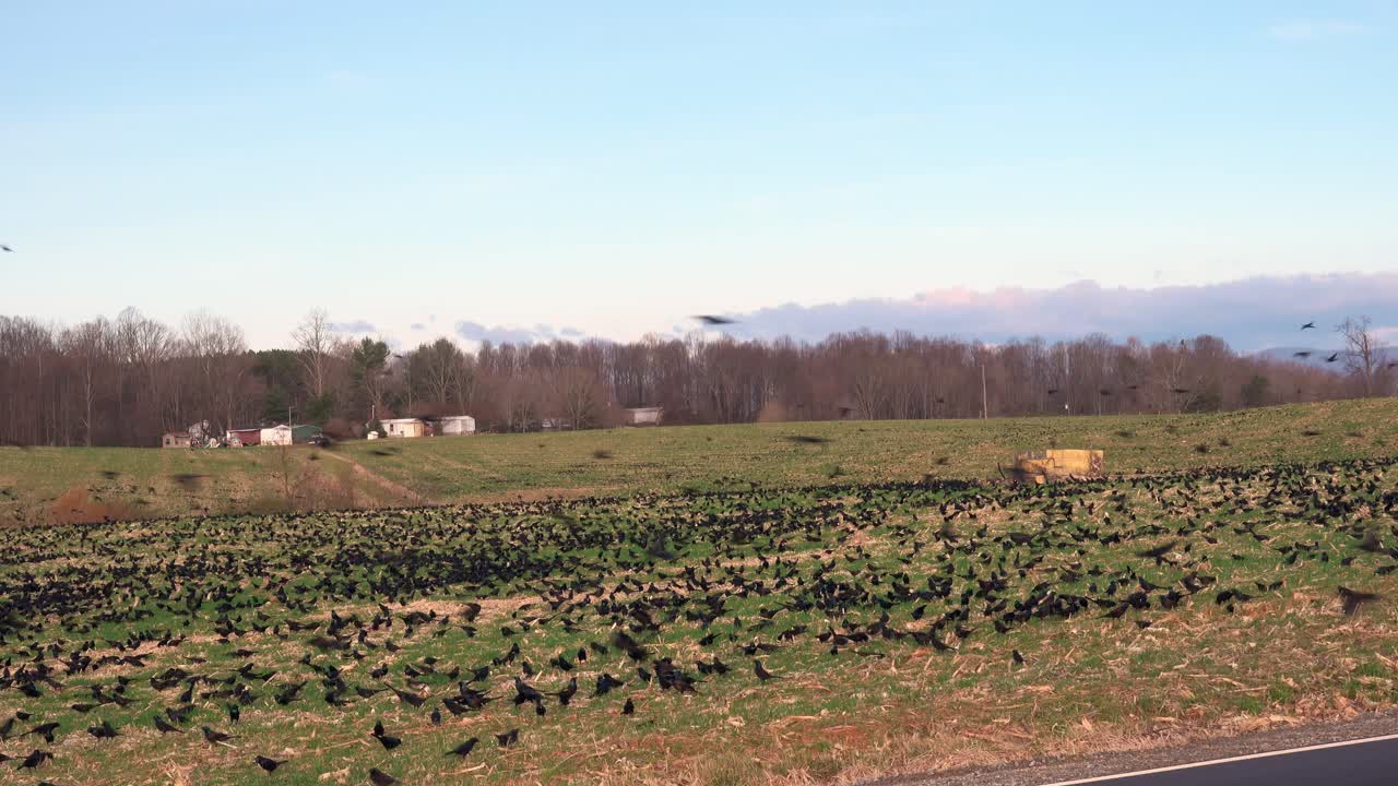 배경에 농장 건물이 있는 들판에 있는 수만 마리의 검은 새들이 맷돌질을 많이 한 다음 무언가가 새들이 떼를 지어 이륙하여 들판을 맴돌게 합니다.