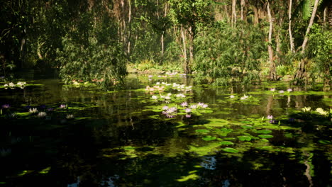 un estanque tranquilo en una selva exuberante