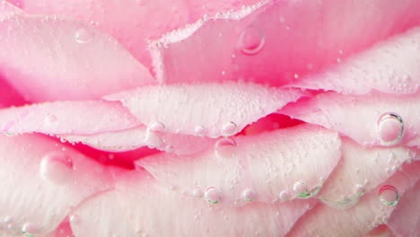 close-up of pink rose petals with water bubbles