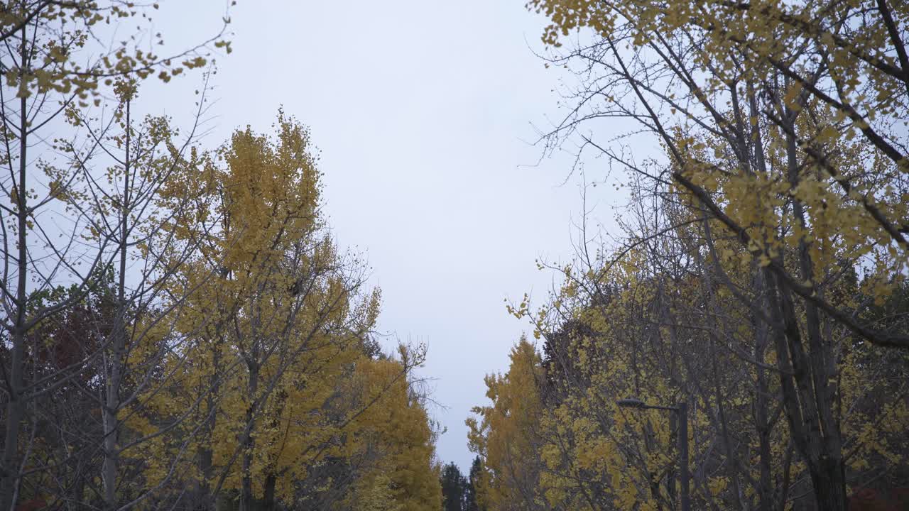 una perspectiva hacia arriba de los árboles de colores de otoño en el parque forestal de seúl, sus hojas vibrantes formando un dosel de tonos cálidos contra el cielo.