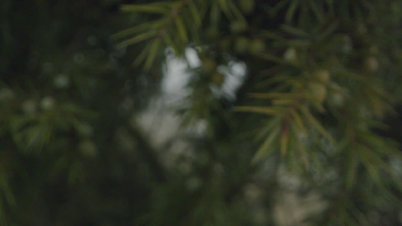 Macro shot of the branches of an evergreen tree on a fall day with overcast sky. Camera moves backwards, spins and reveals more branches.