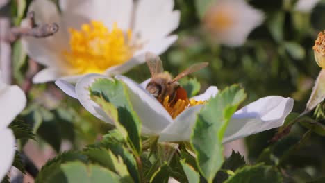 la abeja polinizando y recogiendo néctar de la flor de la planta