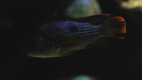 vibrant cichlid fish swimming in a dark aquarium