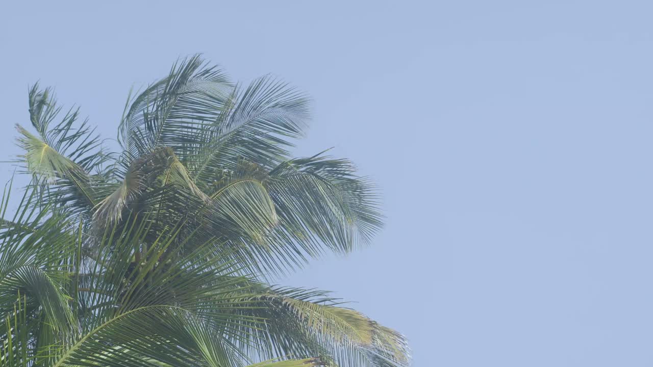 Coconut palm leaves moving in the wind with blue skies