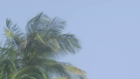 coconut palm leaves moving in the wind with blue skies