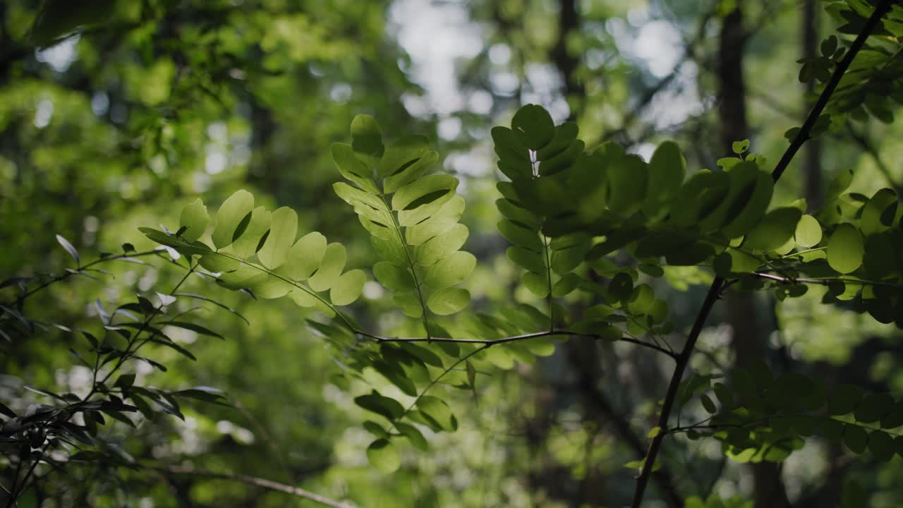 일부 나뭇잎은 밝은 햇빛에 역광을 받고 바람에 천천히 움직입니다.
