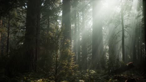 sequoia national park under the fog mist clouds