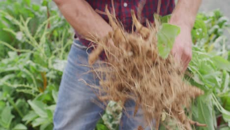 sección media de un hombre caucásico recolectando verduras en un invernadero