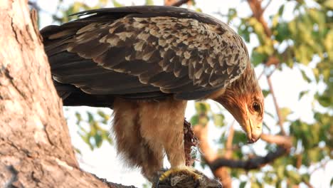 Tawny-Eagle-Feeding-On-A-Tree-Branch-In-South-Africa