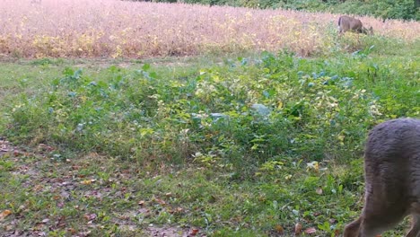 white tail deer - young buck walks towards the camera and doe eats in soybean field in the autumn n midwest