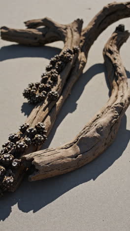 weathered driftwood with barnacle-like growths