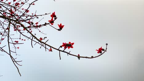 Branch-with-red-silk-cotton-buds-blooming,-spin-view-from-bellow