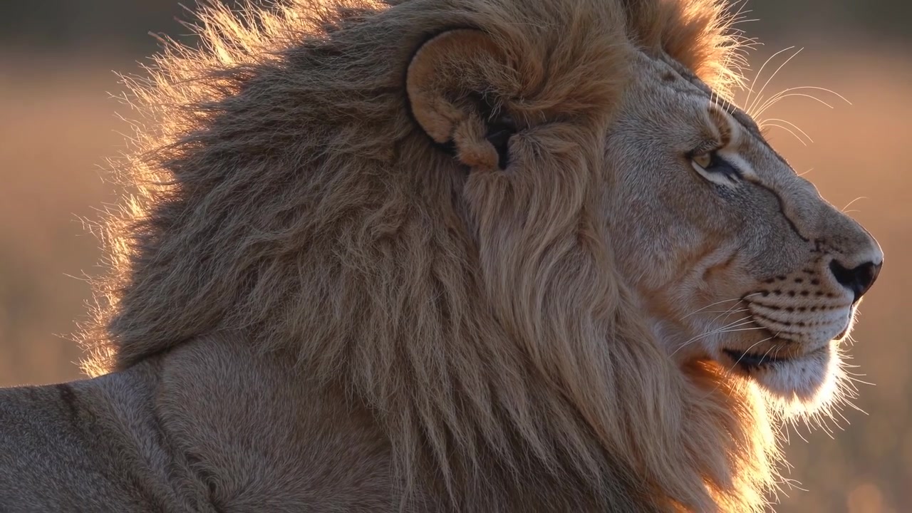 Majestátní profil lva v protisvětle zlatého západu slunce.