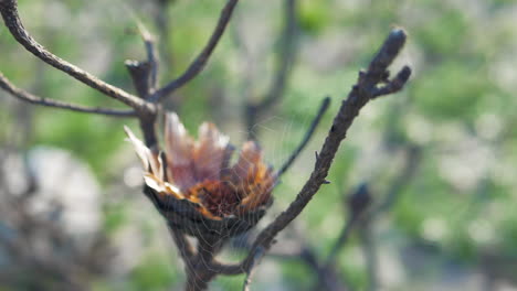 Spinnennetz-Im-Toten-Protea-Busch,-Das-Sich-Im-Wind-Wiegt