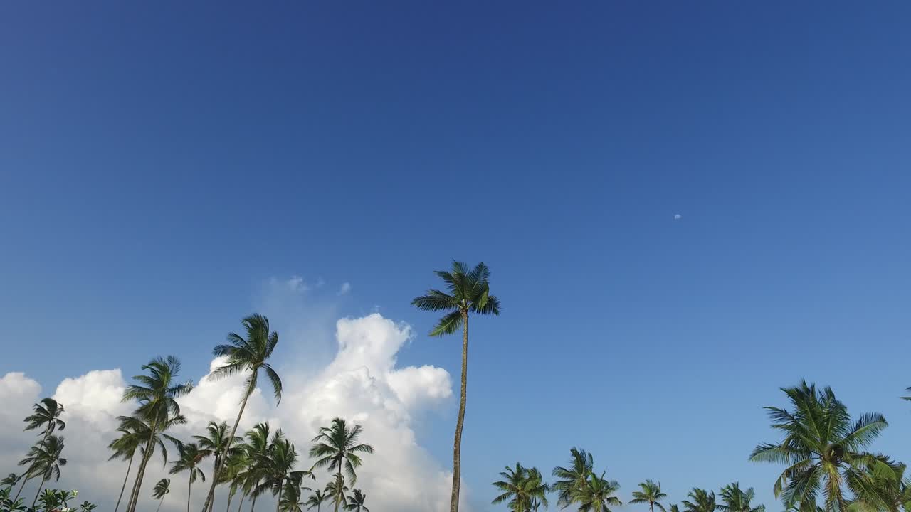 나무와 하늘의 빛