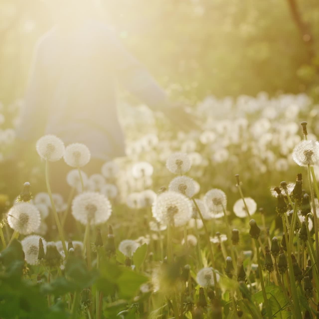평온한 소녀는 일몰에 민들레 들판을 가로질러 달린다