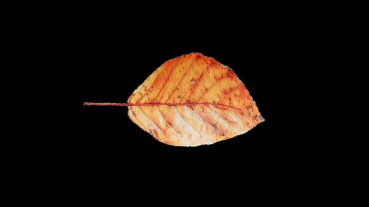 Collection of autumn leaves