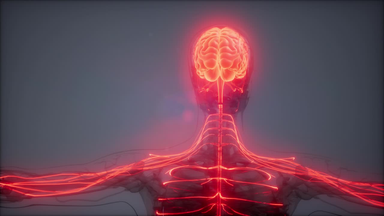 examen de radiología del cerebro humano