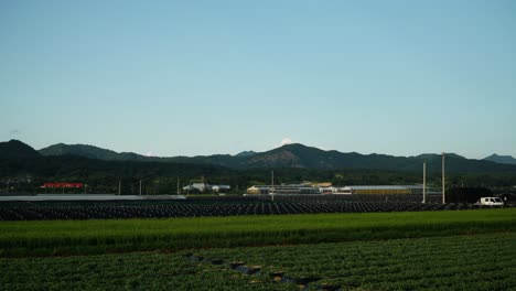 韓國吉姆山 (geumsan) 的廣<unk>農地種植人参和<unk>米