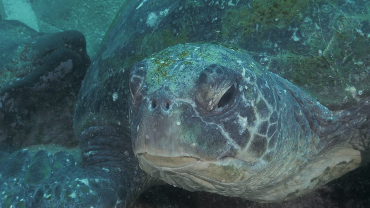 A unique underwater close-up view of a large Sea turtle slowly moving its head and closing its eyes
