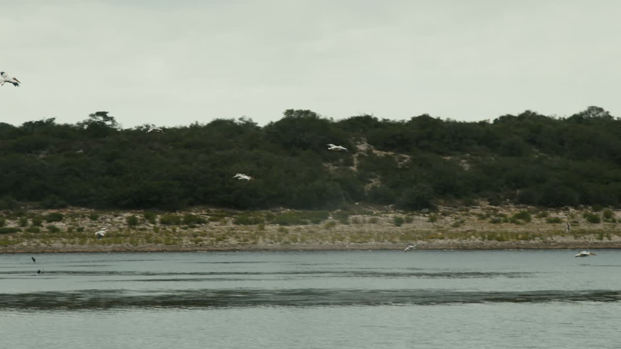 grupo de pájaros pelícanos encontrando un lugar para aterrizar en el agua