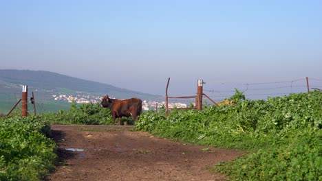 brown bull stand at the end of a muddy off-road path and look around, long shot