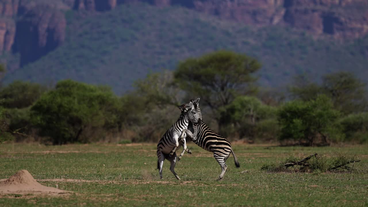 2 male Zebras fighting in africa