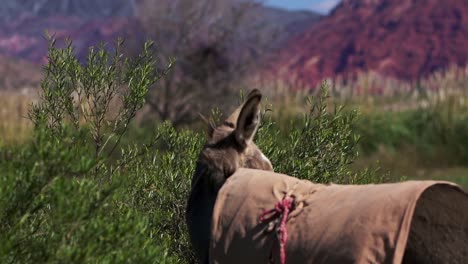 Un-Burro-Rústico-Capturado-Desde-Atrás-Con-El-Telón-De-Fondo-De-Purmamarca,-Ubicado-En-La-Región-Noreste-De-La-Provincia-Argentina-De-Jujuy.