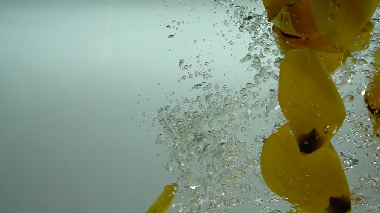 Petali di tulipani cadono nell'acqua. Sfondo. Movimento rallentato.