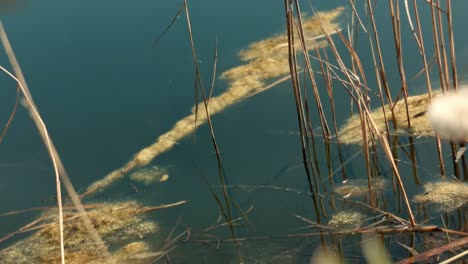 Las-Plantas-Emergentes-Se-Elevan-Con-Gracia-Desde-La-Tranquila-Superficie-Del-Río,-Mostrando-La-Resiliencia-Y-Vitalidad-De-Los-Ecosistemas-Acuáticos-Y-Simbolizando-La-Coexistencia-Armoniosa-Entre-El-Agua-Y-La-Flora.