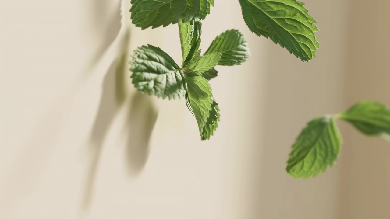 Rametto di menta fresca su sfondo beige. La luce soffusa del sole proietta ombre delicate sulle venature testurizzate delle foglie