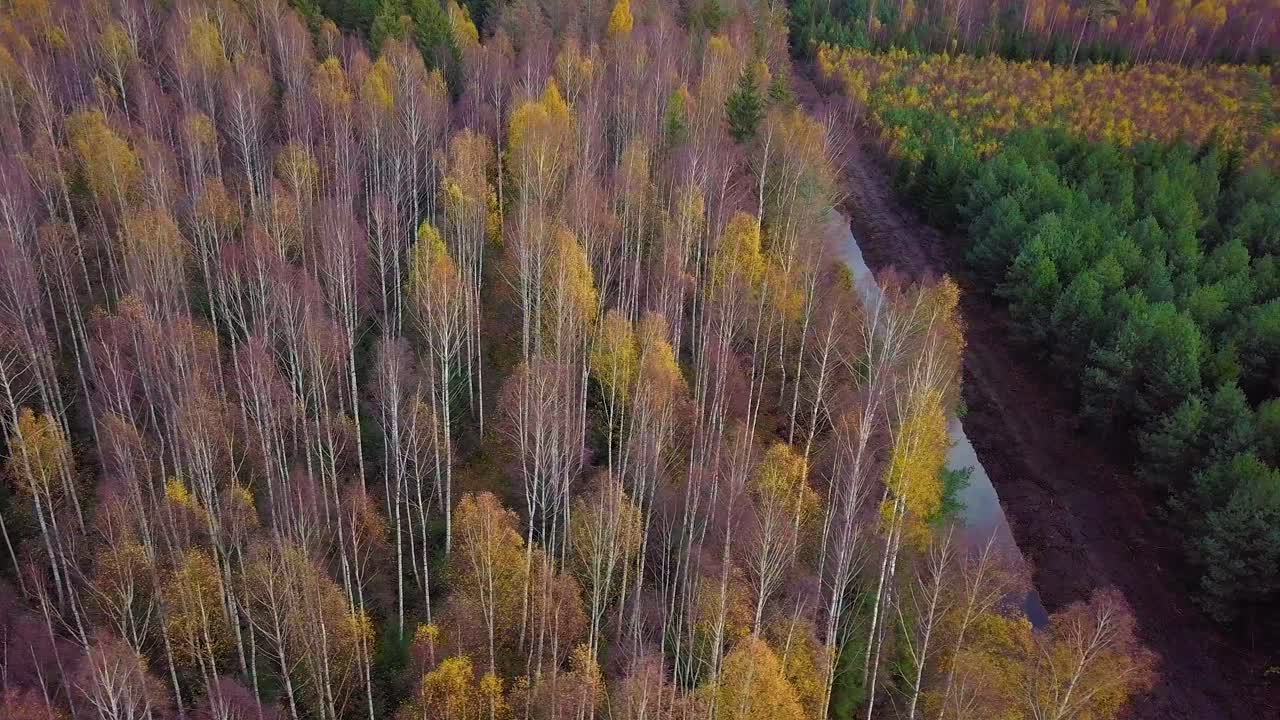 otoño en un bosque, vista superior aérea, bosque mixto, coníferas verdes, abedules con hojas amarillas, bosques de colores de otoño, paisaje de bosque nórdico, amplio tiro de muñeca moviéndose a la derecha