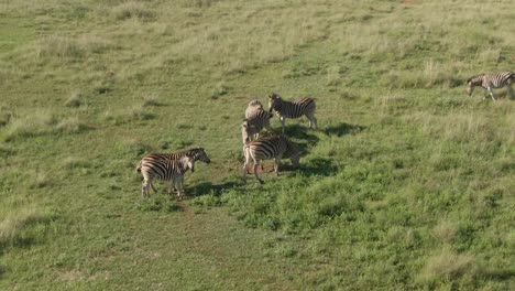 drone footage, zebra herd play fighting in the wild on lush green savannah